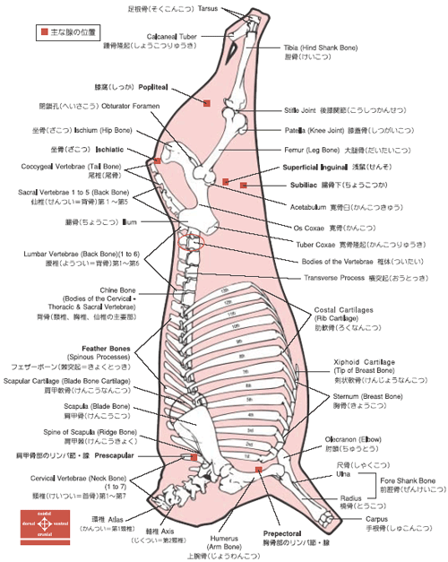 オーストラリア産食肉ハンドブック 第7版 牛の骨格図