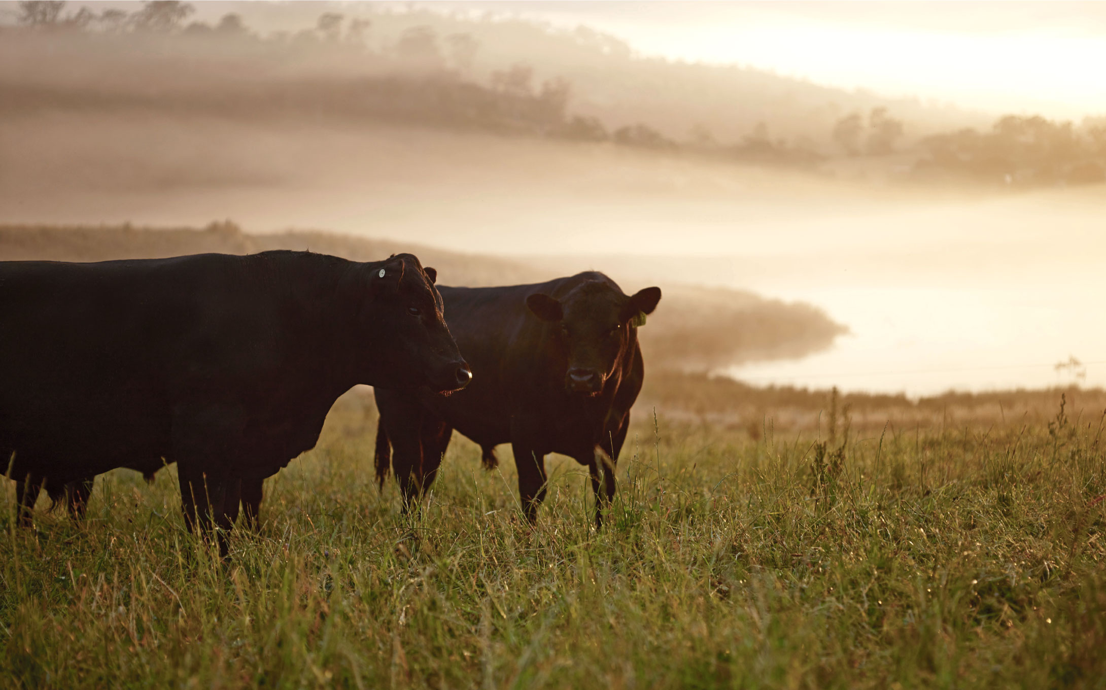 MEAT & LIVESTOCK AUSTRALIA