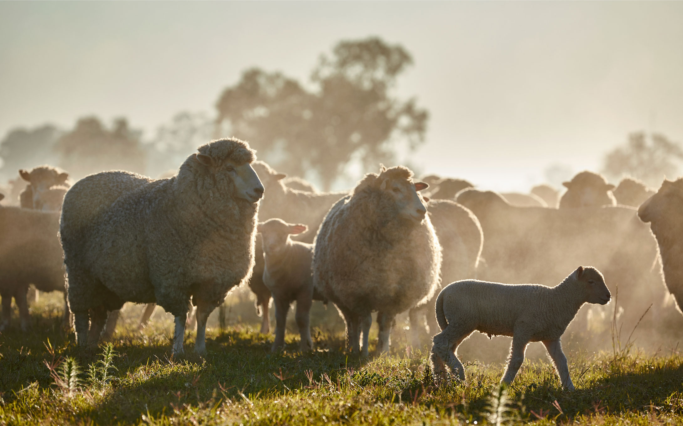 MEAT & LIVESTOCK AUSTRALIA