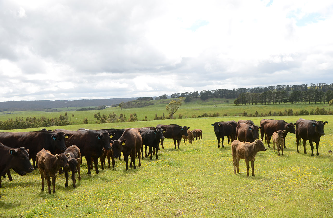オーストラリアの取材では、広大な草原をのんびりと歩き回る牛たちを見ることができた。ずっと向こう、見えなくなるところまで放牧地が続いていることに、日本の畜産とのスケールの段違いを感じた。
